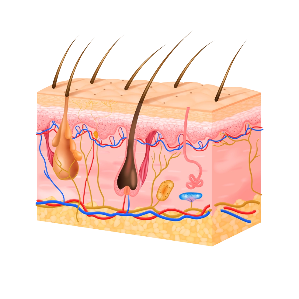 دکتر حسین اسحاقی - کاشت مو - کاشت ابرو - کاشت ریش